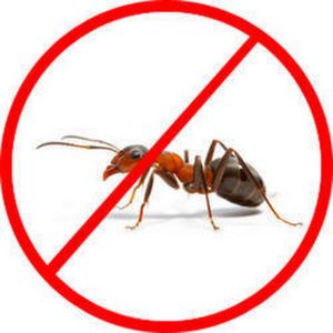 Broad Pest Control Clapham | Bed Bugs Treatment | Panther Pest Control