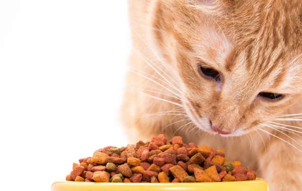 How to Make Cat Food - Do You Need Human Being Food?