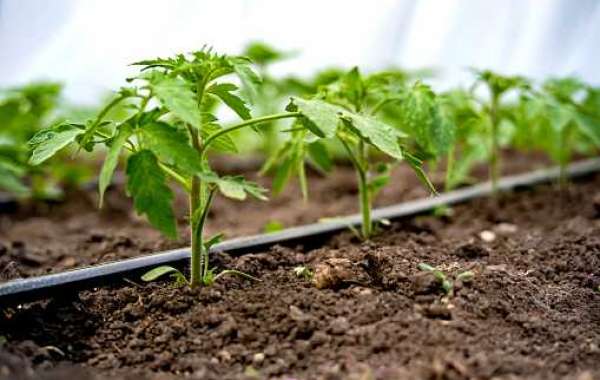 Drip Irrigation Market Report by Application, Share, Regional Revenue, Competitor, and Forecast 2030