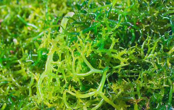Seaweed Extracts Market Overview, Trends, Scope, Growth Analysis and Industry Forecast Till 2030