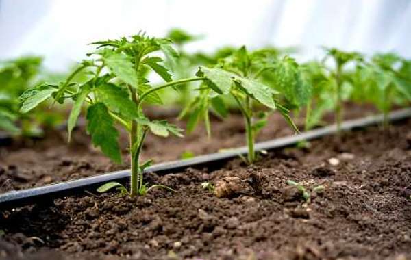 Drip Irrigation Market Overview: Application, Top Companies, and Forecast 2030