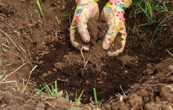 Biofertilizers Market Research: Consumption Ratio and Growth Prospects to 2030
