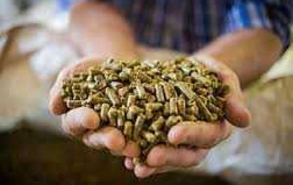 Key Feed Enzymes Market Players, Emerging Trends and Developments By 2030