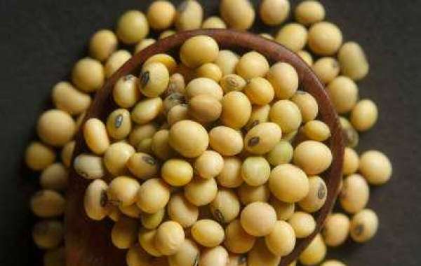 Organic Soybean Market Outlook: Regional Growth, Competitor, and Forecast 2030