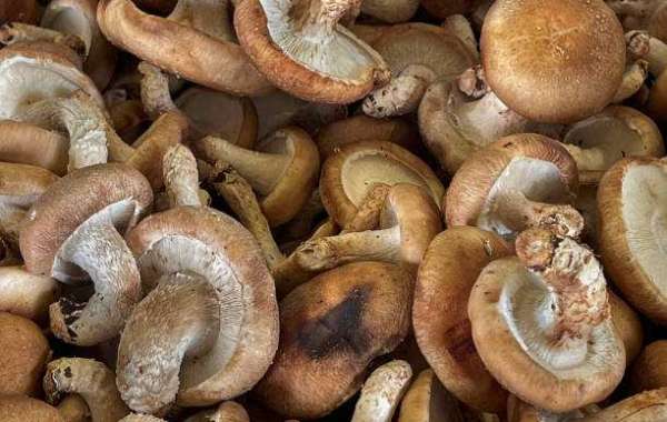 Medicinal Mushroom Market Insights: Companies with Revenue and Forecast 2032