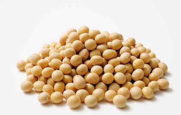 Soy Protein Market Overview | Growth, Share, Trends, Opportunities and Focuses on Top Players, forecast year 2032