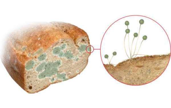 Spain Mold Inhibitors Market Share, Top Competitor, Regional Portfolio, and Forecast 2032