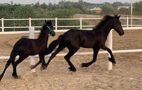 Al Madam 2 Equestrian Club | Horse Riding School in Dubai