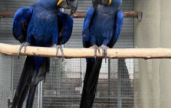 Mini Macaw for Sale: A Guide to Adopting Your Feathered Friend