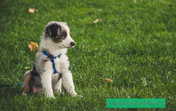 What to Expect from a Reliable Dog Leash Supplier