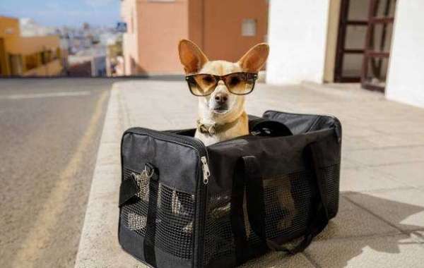 From Couch to Commute: Keeping Your Dog in a Carrier with Confidence