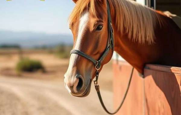 Ensuring Safety and Comfort in Long-Distance Journeys: A Guide to Nationwide Horse Transport